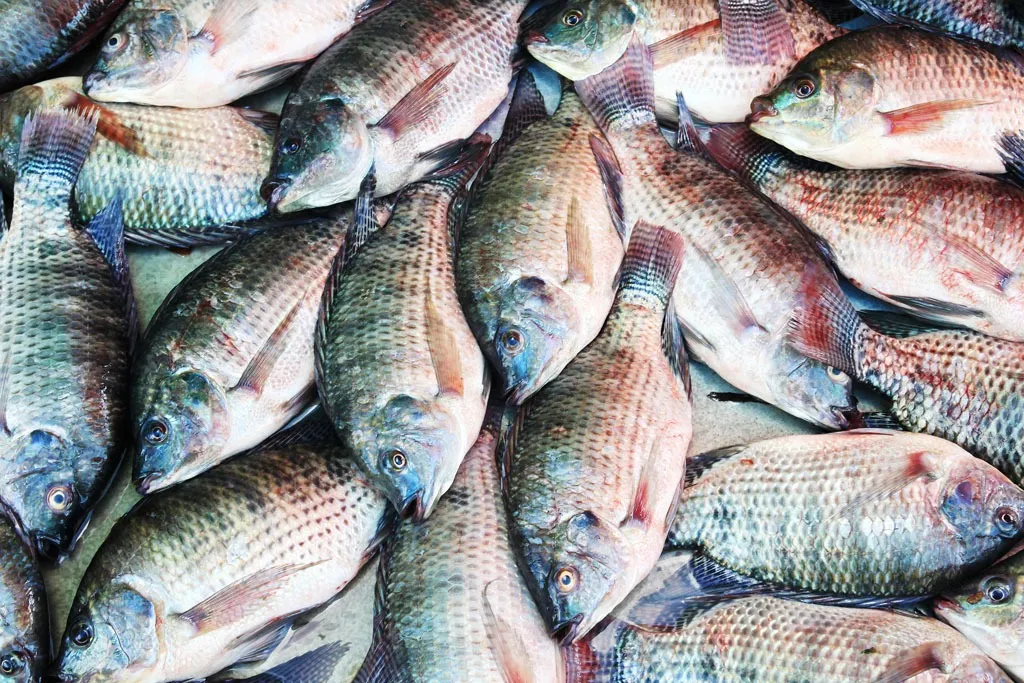 The Truth About Tilapia Why It's Not as Good as You Think