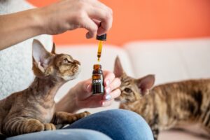 The Potential Benefits of CBD Oil for Cats